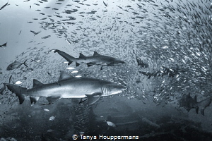 'Rush Hour on the Atlas' - Sand tiger sharks swim though ... by Tanya Houppermans 